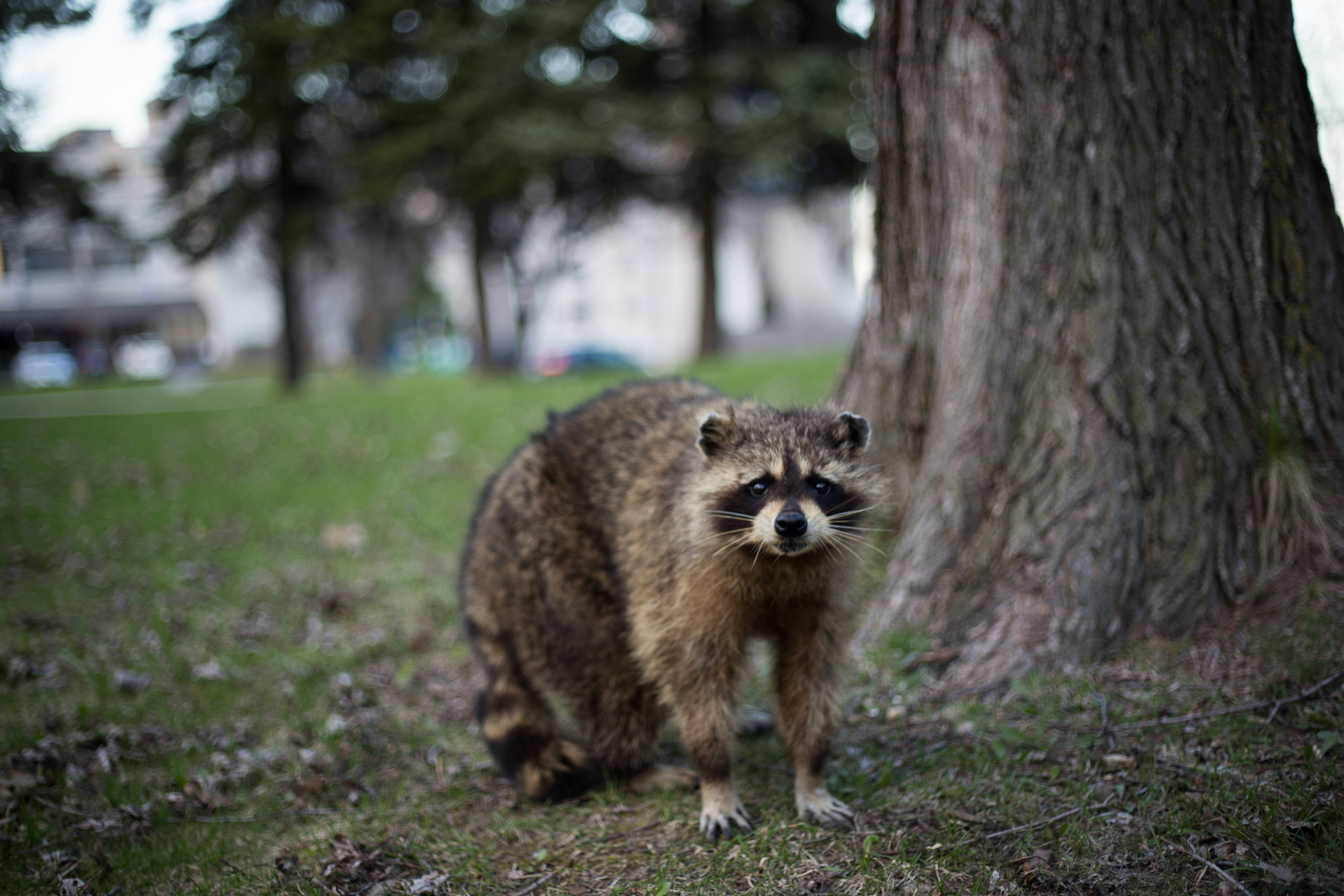 raccoon under the tree